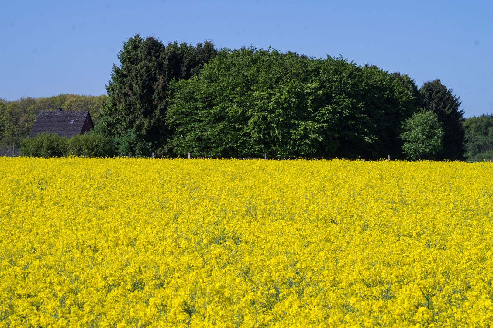 Raps in voller Blüte (update)