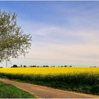 ... Raps ist der Mohn des Frühlings ...