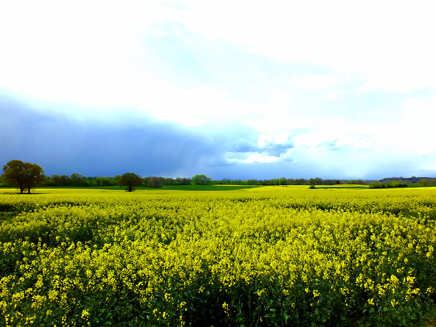 Raps Landschaft