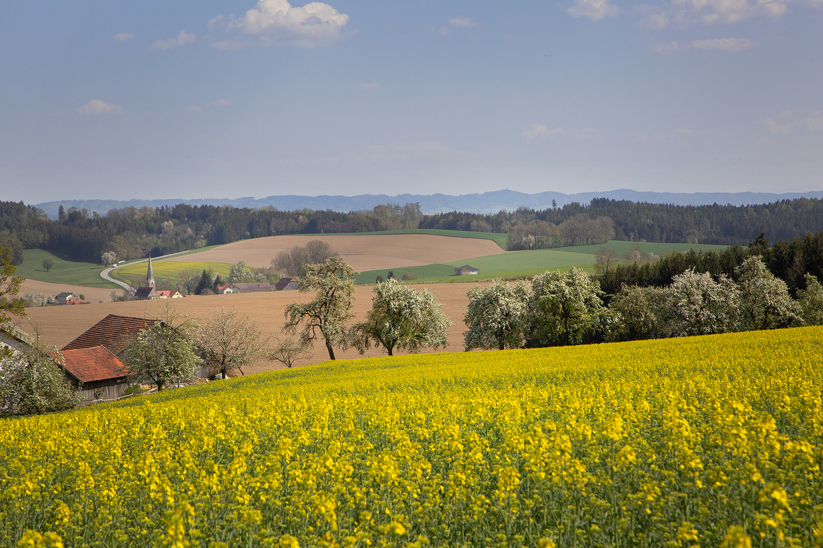 Raps-Landschaft 3