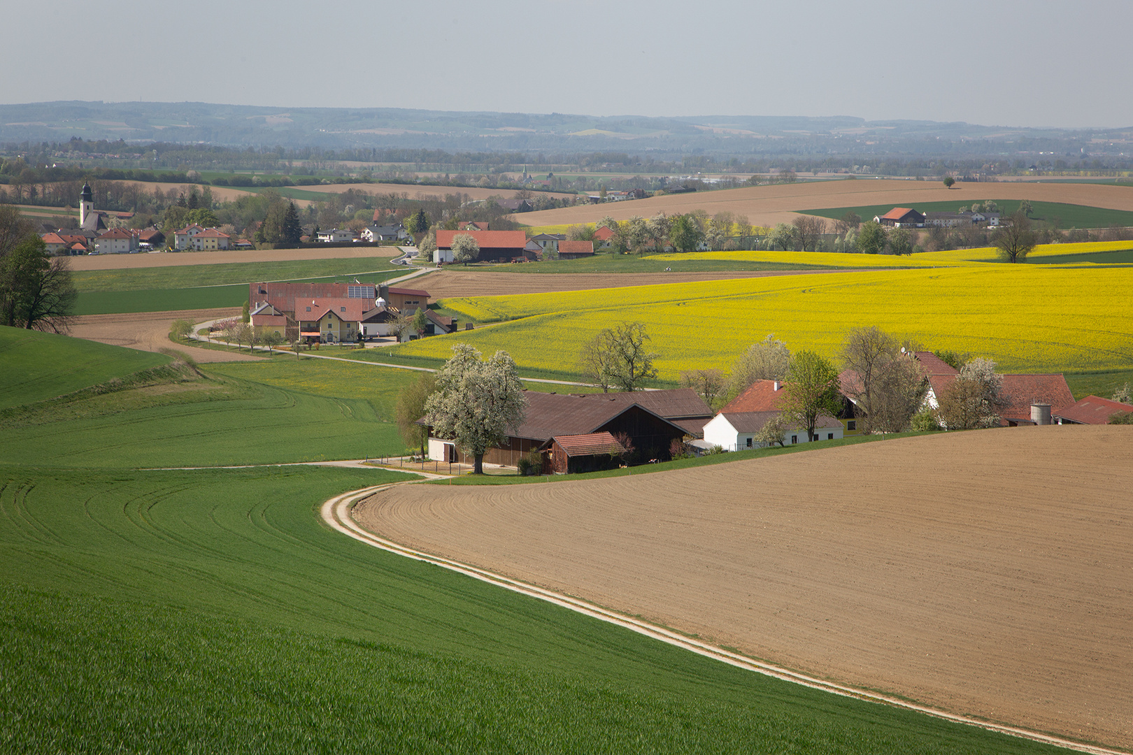 Raps-Landschaft