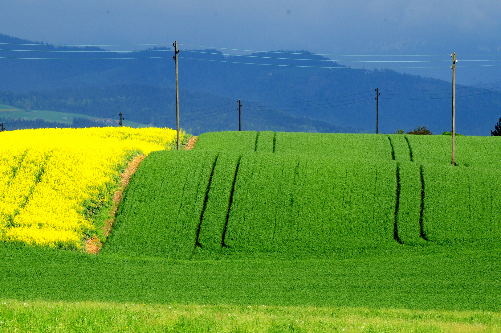 Raps, Mais und blaue Hügel