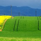 Raps, Mais und blaue Hügel