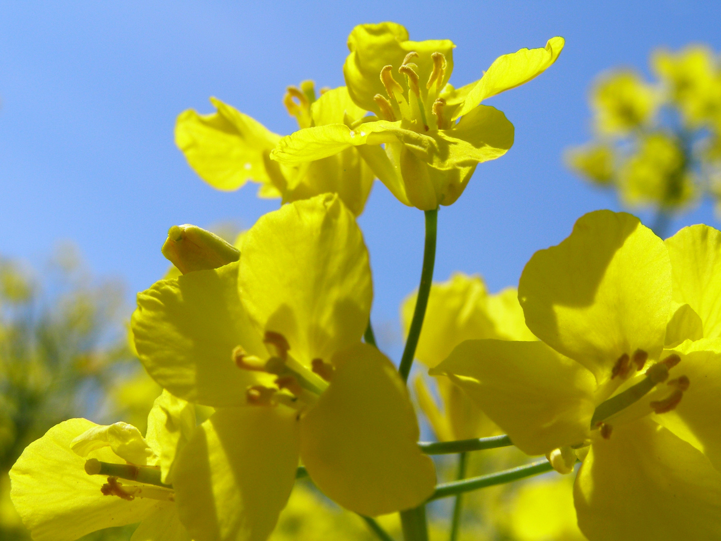 Raps mich, ich bin der Frühling