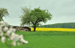 Raps mit Apfel