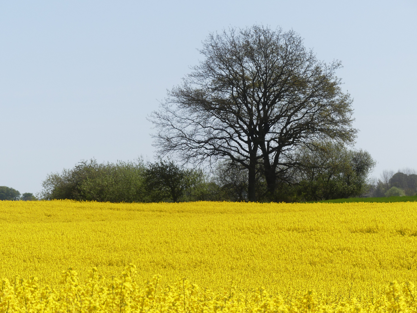 Raps mit Baum