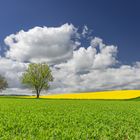 Raps mit Baum, Himmel und Wiese