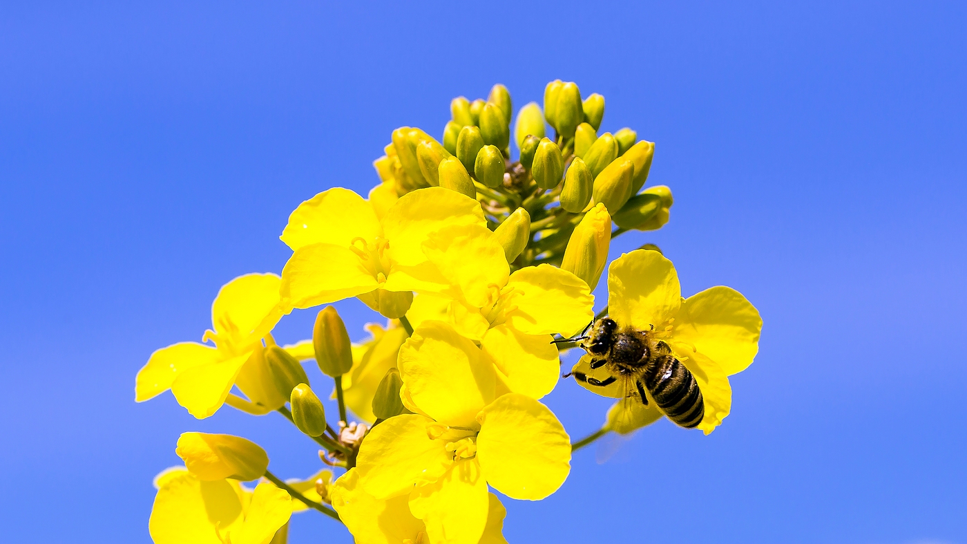 Raps mit Besuch