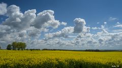 Raps mit Fotohimmel