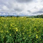 Raps mit Himmel