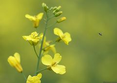 Raps mit Minifliege