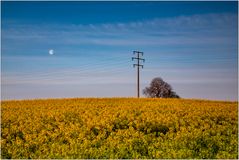 Raps mit Mond