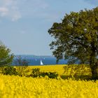 Raps mit Ostseeblick