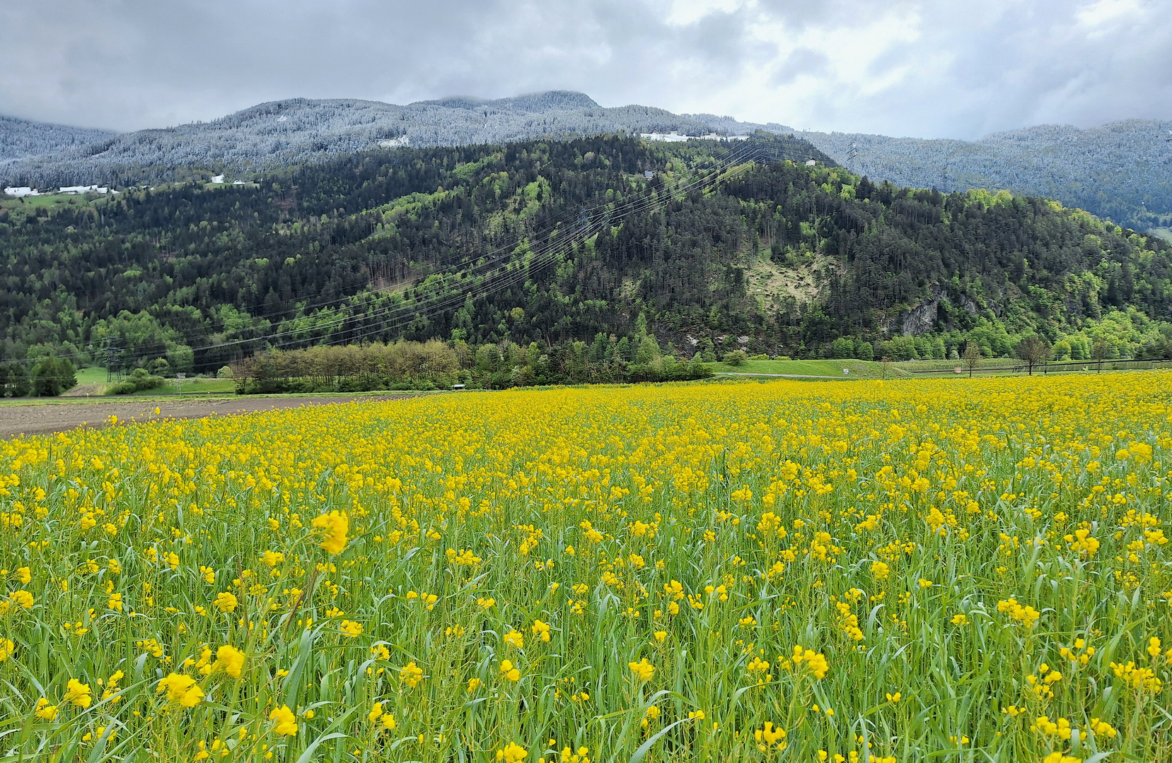 Raps mit Schneeblick