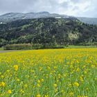 Raps mit Schneeblick