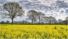 Raps mit tollem Himmel