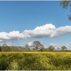 Raps mit Wolken