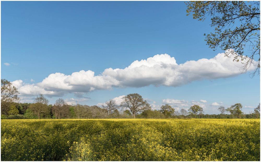 Raps mit Wolken