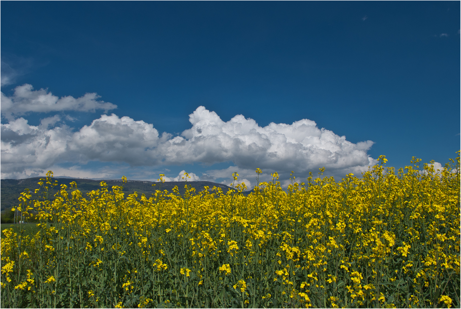 Raps mit Wolken