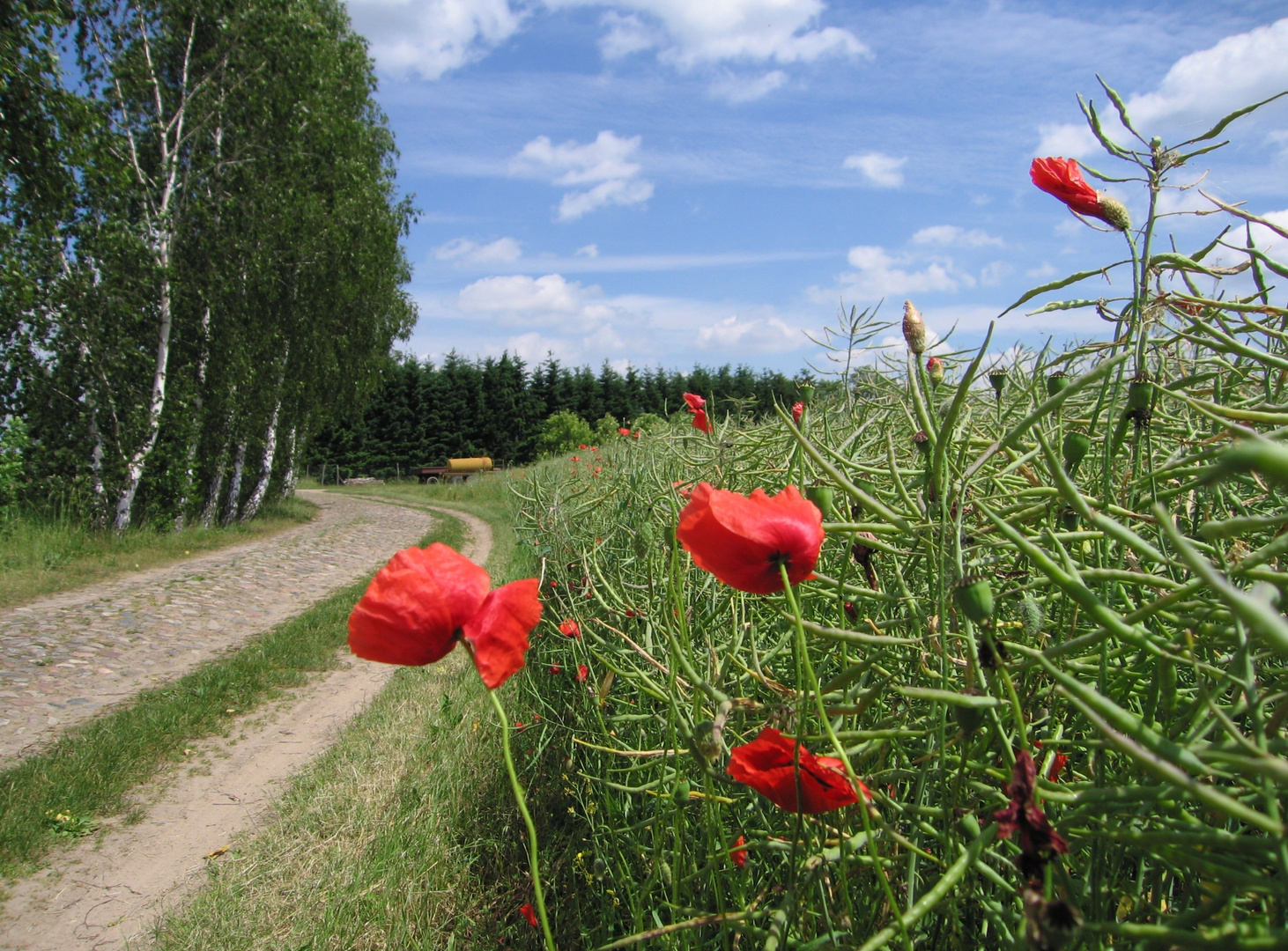 Raps-Mohn