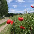 Raps-Mohn