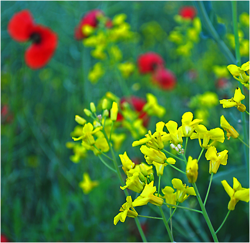 Raps & Mohn