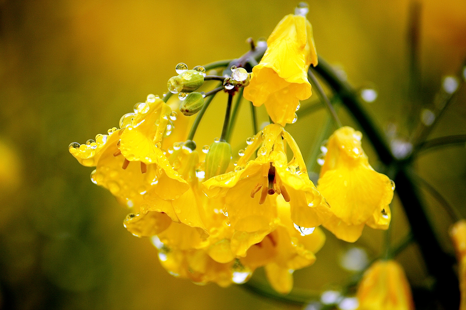 Raps nach dem Regen