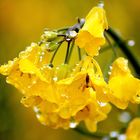 Raps nach dem Regen