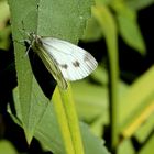 Raps- oder auch Grünaderweißling (Pieris napi) genannt... 