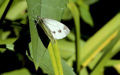 Raps- oder auch Grünaderweißling (Pieris napi) genannt... 