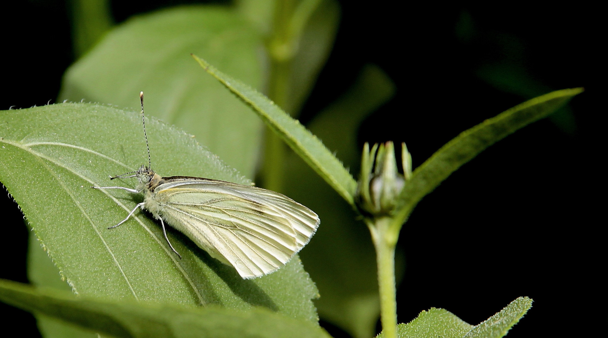 "Raps- oder auch Grünaderweißling" (Pieris napi) genannt...