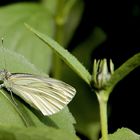 "Raps- oder auch Grünaderweißling" (Pieris napi) genannt...