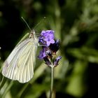 Raps- oder auch Grünaderweißling (Pieris napi) genannt...