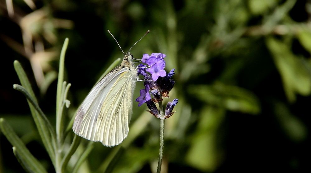 Raps- oder auch Grünaderweißling (Pieris napi) genannt...