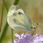  Raps- oder Grünaderweißling, Pieris napi (danke @Peter Butterfly)