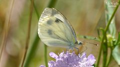  Raps- oder Grünaderweißling, Pieris napi (danke @Peter Butterfly)