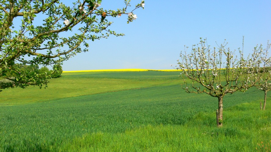 "Raps"-odie in Blau-Gelb-Grün und Apfelblüten