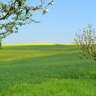 "Raps"-odie in Blau-Gelb-Grün und Apfelblüten