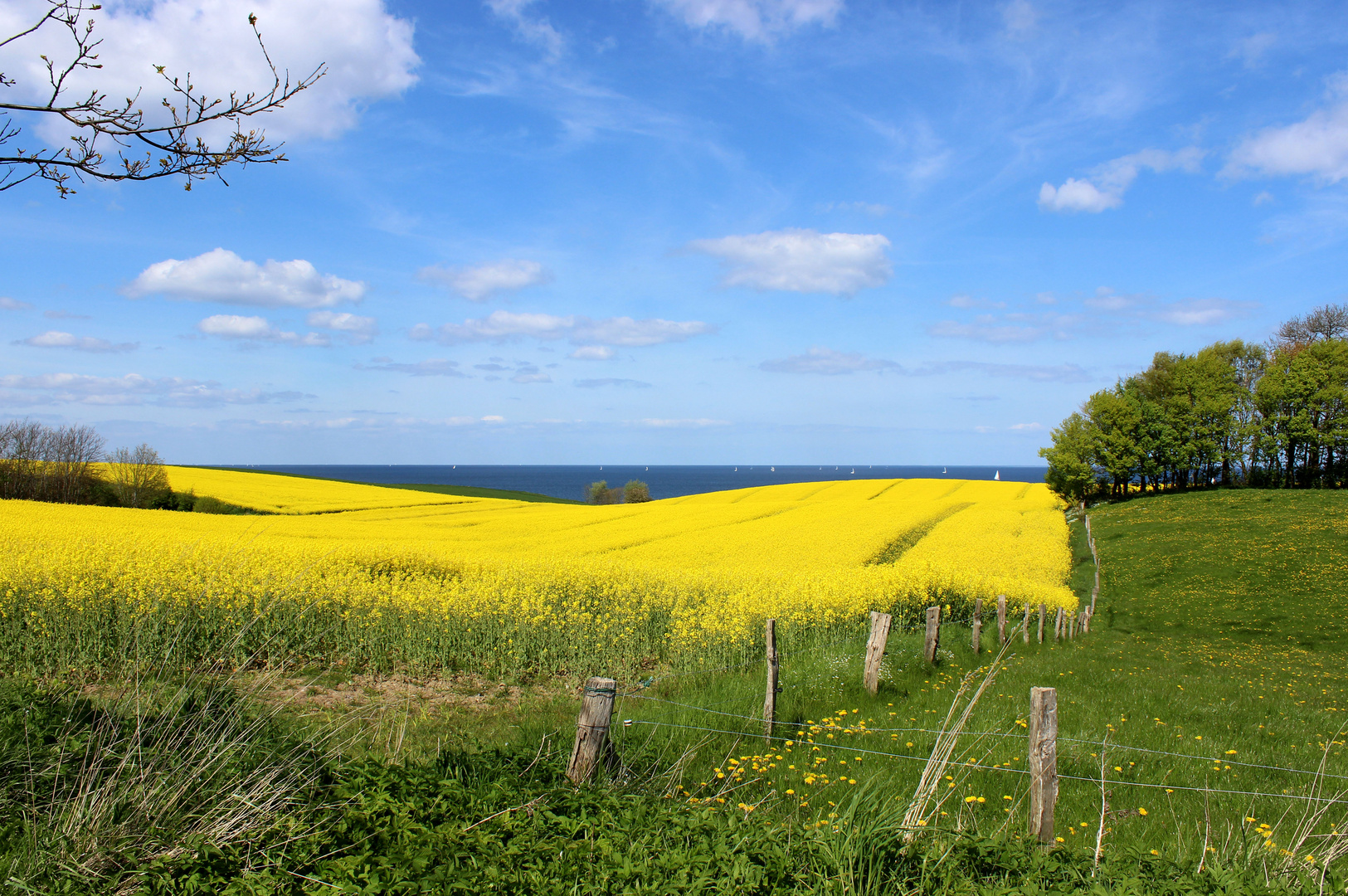 Raps - Ostsee - Stohl