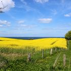 Raps - Ostsee - Stohl