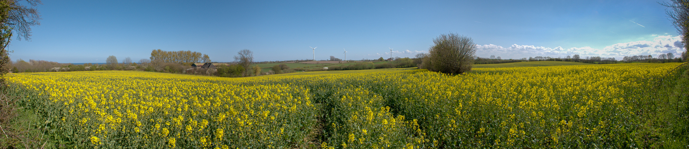 Raps-Pano und hinten die Ostsee