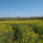 Raps-Pano und hinten die Ostsee