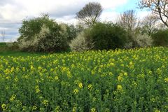 Raps & Schwarzdornblüten an der Mittelweser!