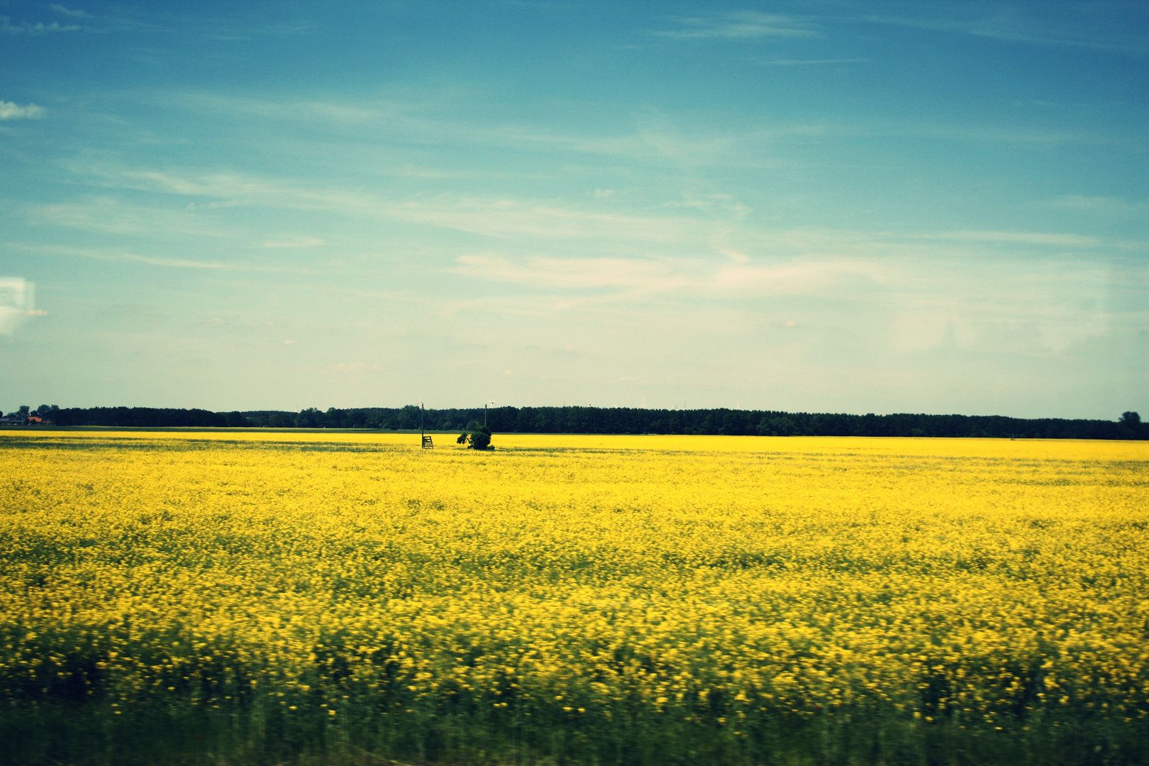 Raps so weit das Auge reicht