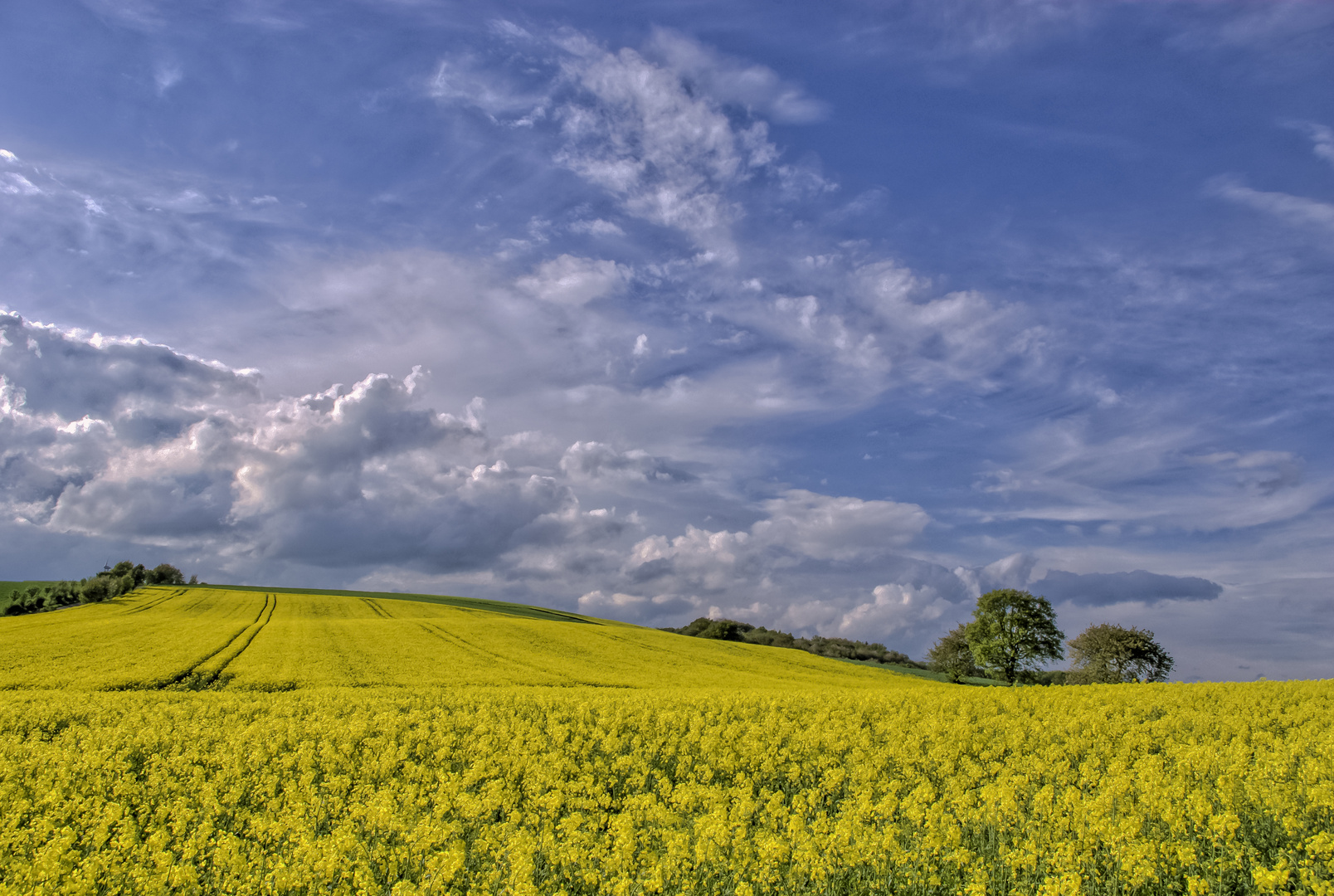 "Raps - so weit das Auge reicht"