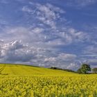 "Raps - so weit das Auge reicht"