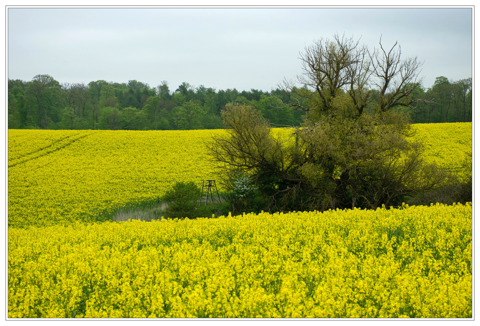 Raps , so weit das Auge reicht