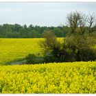 Raps , so weit das Auge reicht