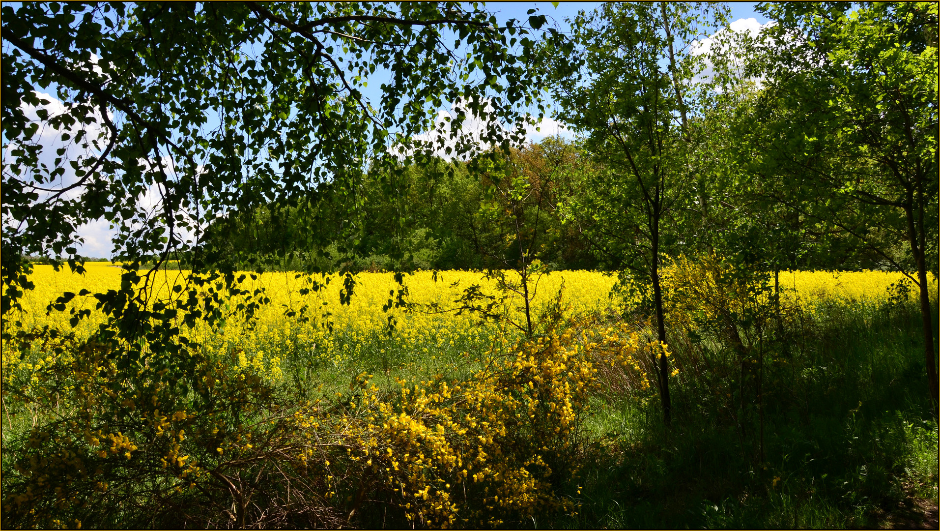 Raps Sommer mit Ginster......