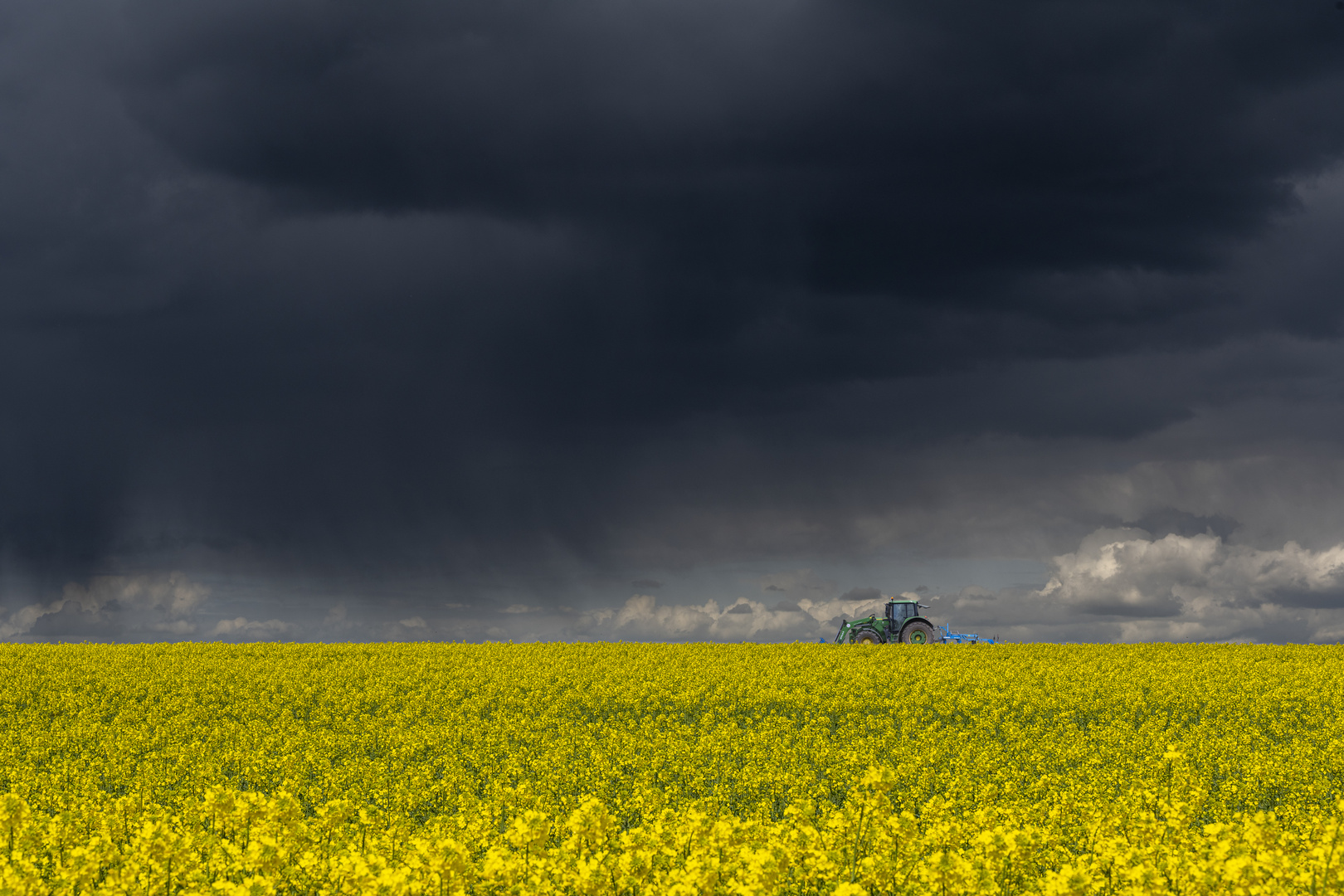 Raps, Sonne und Regen